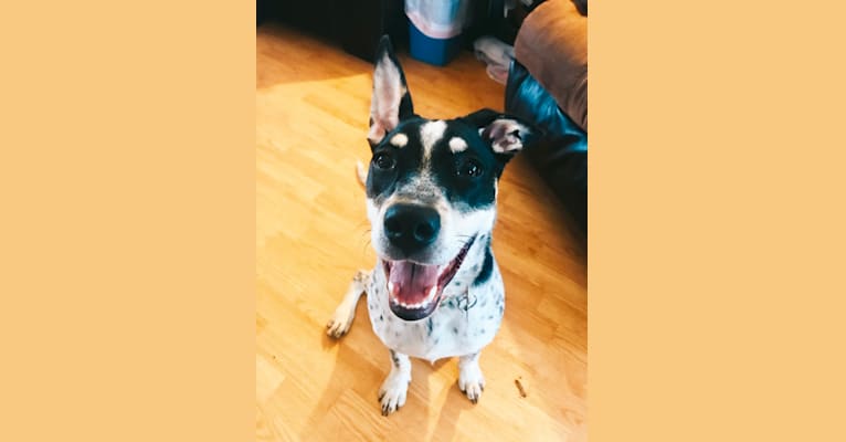 Photo of Piper, an American Pit Bull Terrier, Australian Cattle Dog, and Mixed mix in Radford, Virginia, USA