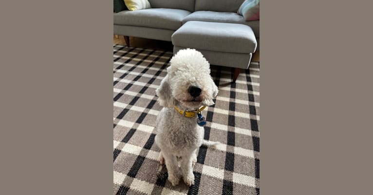 Gus, a Bedlington Terrier tested with EmbarkVet.com