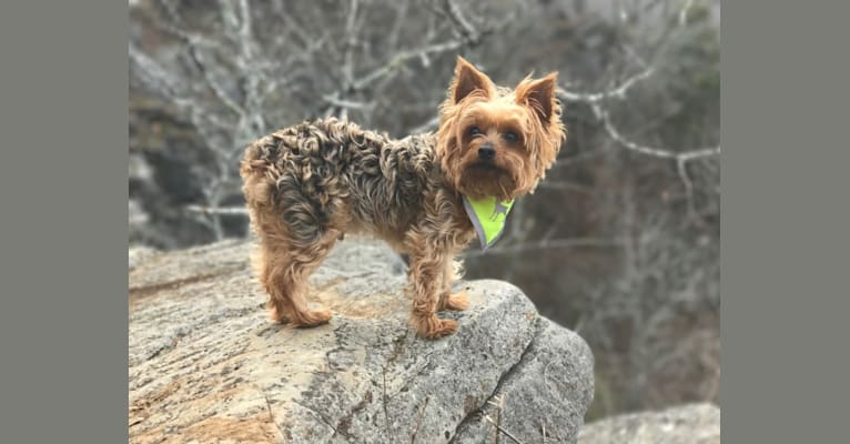 Photo of Ross, a Yorkshire Terrier  in Louisville, Colorado, USA