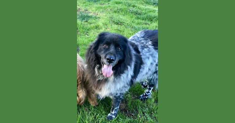 Liam, a Great Pyrenees and Newfoundland mix tested with EmbarkVet.com