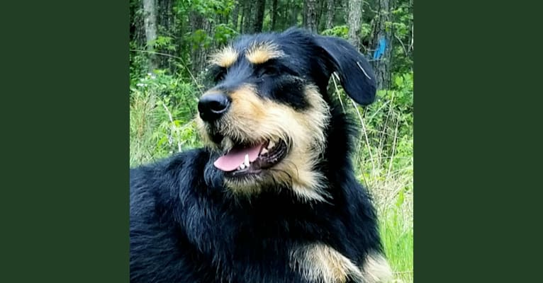 Dayna, a Labrador Retriever and Doberman Pinscher mix tested with EmbarkVet.com