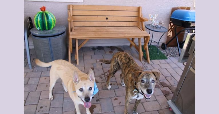Photo of Bowzer, a Chow Chow, American Pit Bull Terrier, and American Eskimo Dog mix in New River, Arizona, USA