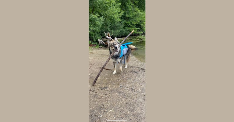 Turbo, a Siberian Husky and German Shepherd Dog mix tested with EmbarkVet.com