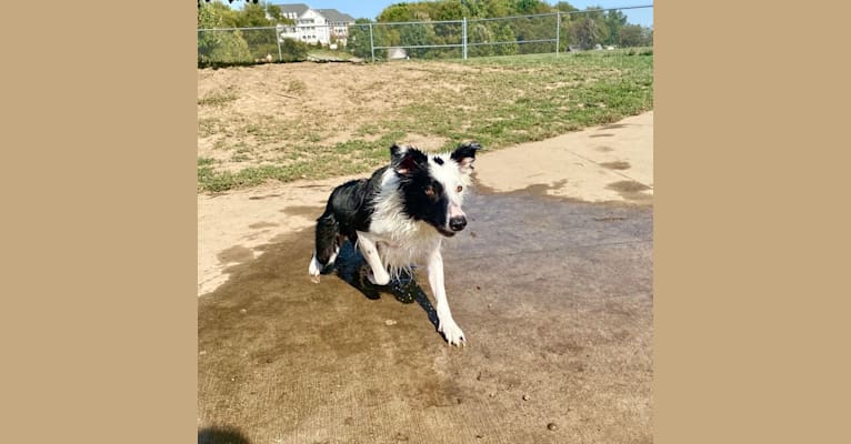 oreo border collie