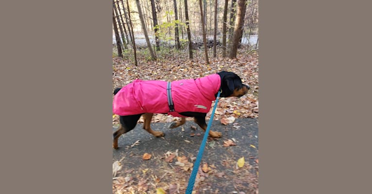 Adeline, a Rottweiler tested with EmbarkVet.com