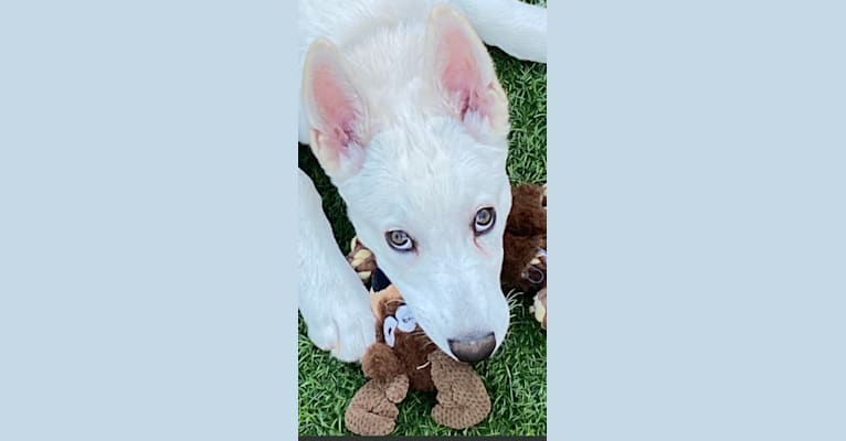 Photo of Zeus Barron, a German Shepherd Dog and Siberian Husky mix in California, USA