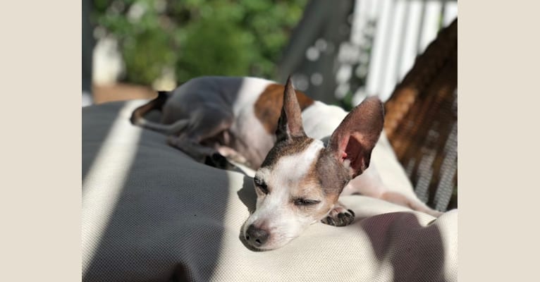Lola, a Chihuahua and Dachshund mix tested with EmbarkVet.com