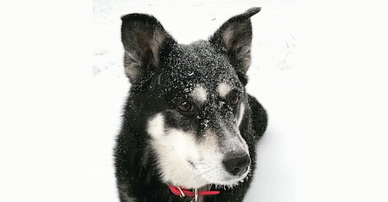 Harley, a Siberian Husky and Labrador Retriever mix tested with EmbarkVet.com