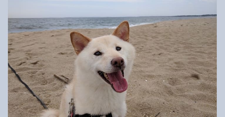 Gnocchi, a Shiba Inu tested with EmbarkVet.com