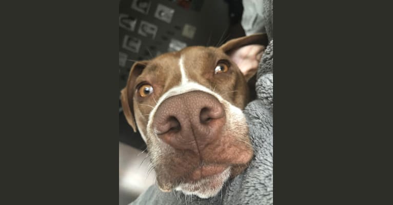 Photo of Riley, an American Pit Bull Terrier  in Georgia, USA