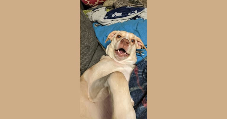 Roux, a Labrador Retriever and American Pit Bull Terrier mix tested with EmbarkVet.com