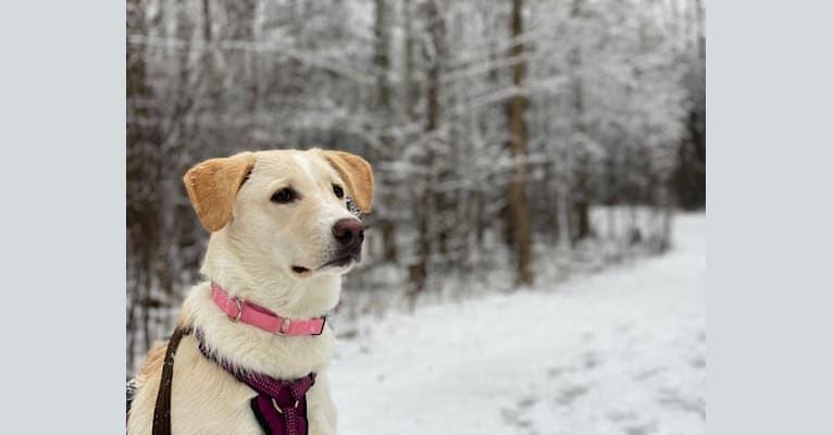 Sophie, a West Asian Village Dog tested with EmbarkVet.com
