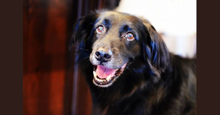 Max, a Beagle and Labrador Retriever mix tested with EmbarkVet.com