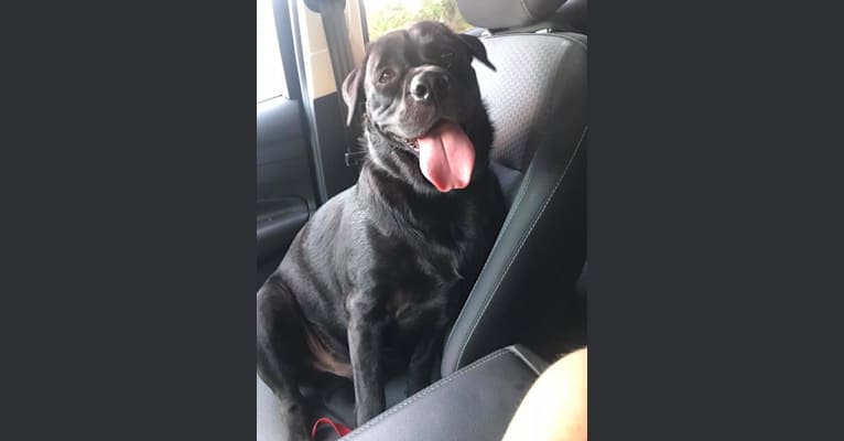 Ben, a Bulldog and Neapolitan Mastiff mix tested with EmbarkVet.com