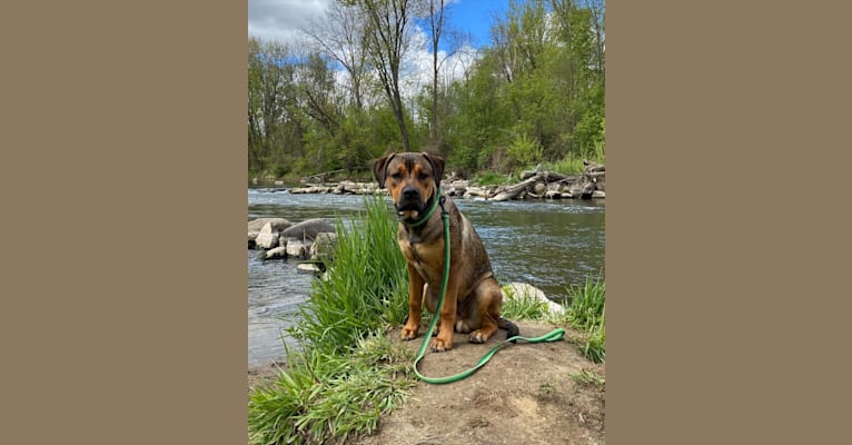Lenny, a Rottweiler and American Pit Bull Terrier mix tested with EmbarkVet.com