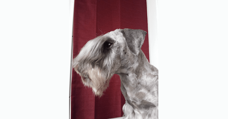 Audrey, a Cesky Terrier tested with EmbarkVet.com