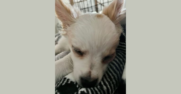 Photo of Loki, a Chihuahua  in Long Beach, CA, USA