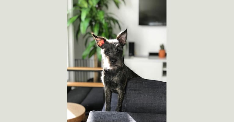 Hugo, a Boston Terrier and Miniature Schnauzer mix tested with EmbarkVet.com