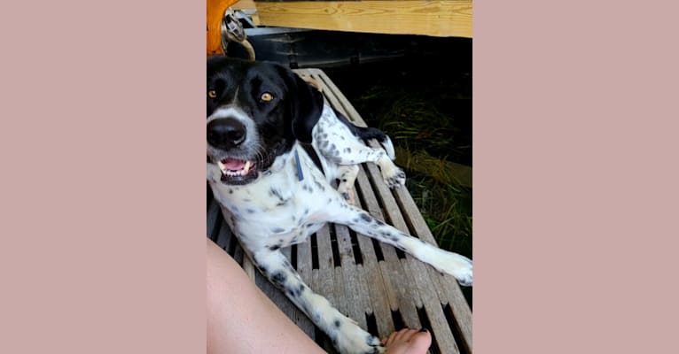 Millie, a Labrador Retriever and Great Pyrenees mix tested with EmbarkVet.com