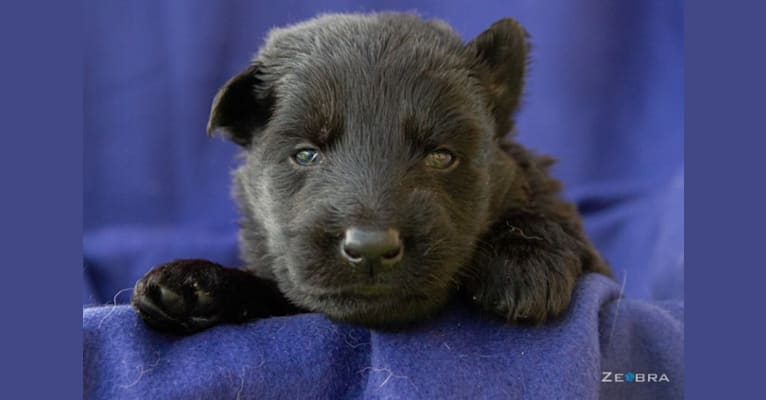 Photo of Hakuna Matata of Wolfcubs, a German Shepherd Dog 