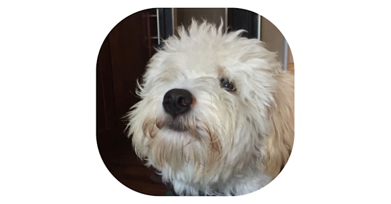 BONO, a Poodle (Small) and Beagle mix tested with EmbarkVet.com