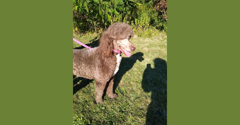 Jasmine, a Poodle (Standard) tested with EmbarkVet.com