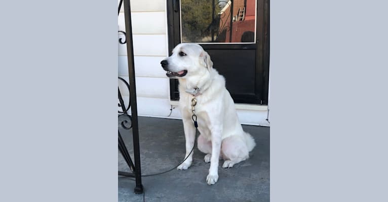 Neva, a Great Pyrenees tested with EmbarkVet.com