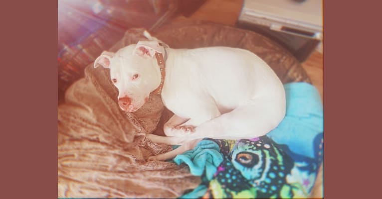 Nina, an American Bulldog and American Pit Bull Terrier mix tested with EmbarkVet.com