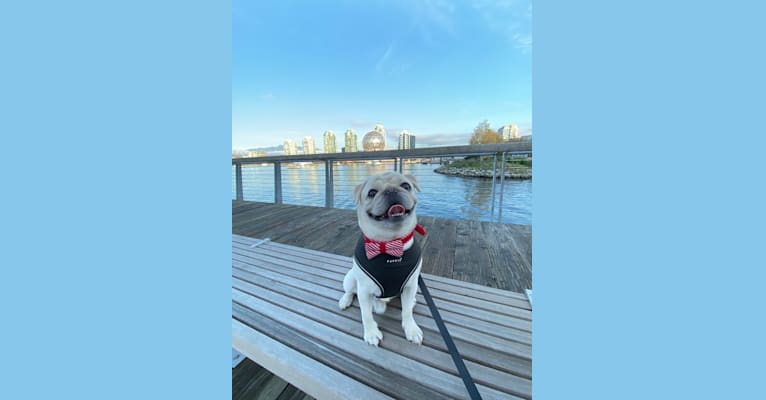 Po, a Pug tested with EmbarkVet.com