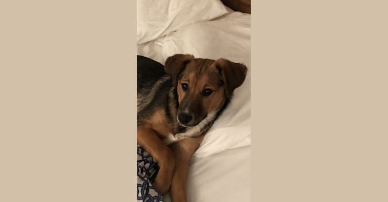 Redbone coonhound australian shepherd mix discount