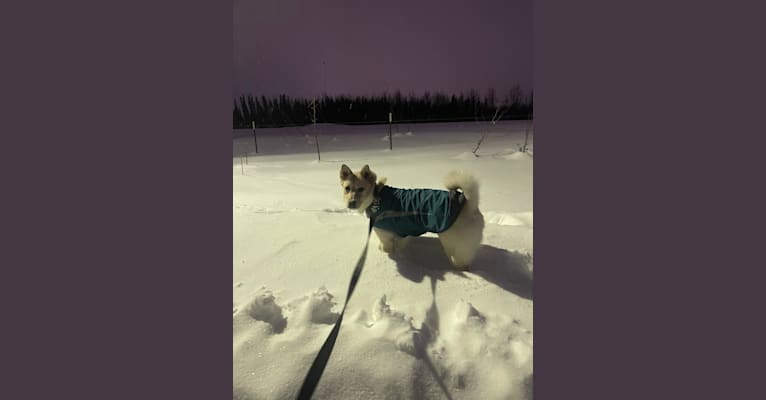 Photo of Nala, a Labrador Retriever, Chow Chow, and American Eskimo Dog mix in Nulato, Alaska, USA