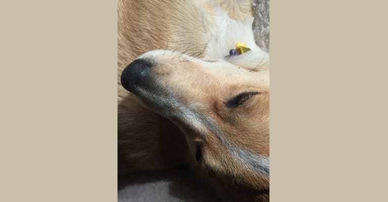 Chamonix, an Australian Cattle Dog and Australian Kelpie mix tested with EmbarkVet.com