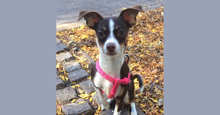 Sutton, a Chihuahua and Maltese mix tested with EmbarkVet.com