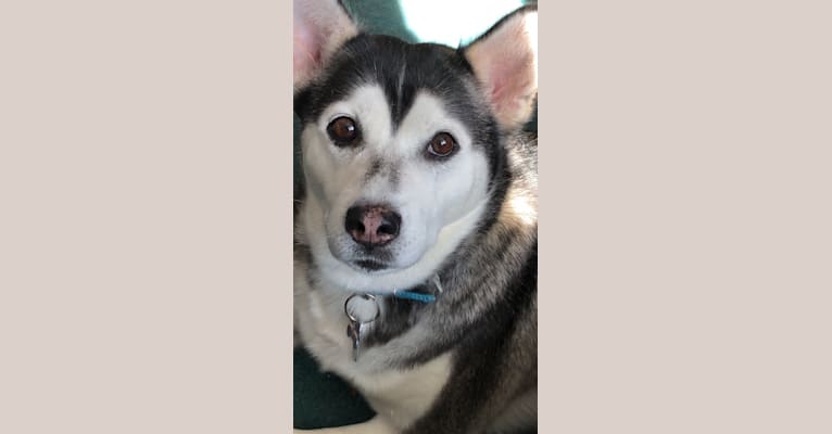 Emmy, a Siberian Husky and German Shepherd Dog mix tested with EmbarkVet.com