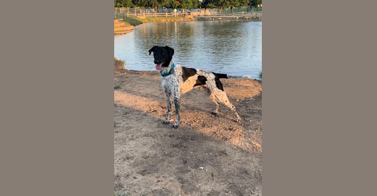 Huey, a German Shorthaired Pointer and Border Collie mix tested with EmbarkVet.com