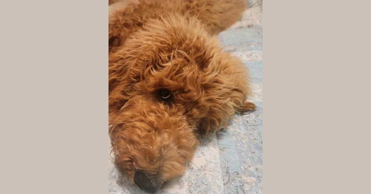 Jackson, a Goldendoodle tested with EmbarkVet.com