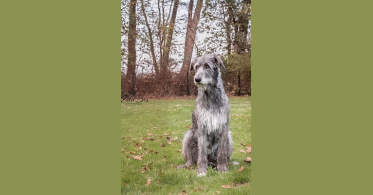 Photo of Hunter, a German Shepherd Dog and Irish Wolfhound mix