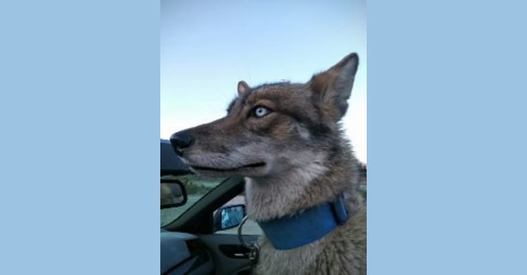 Photo of Sneaky, a Siberian Husky, Coyote, and Mixed mix in Cathedral City, California, USA