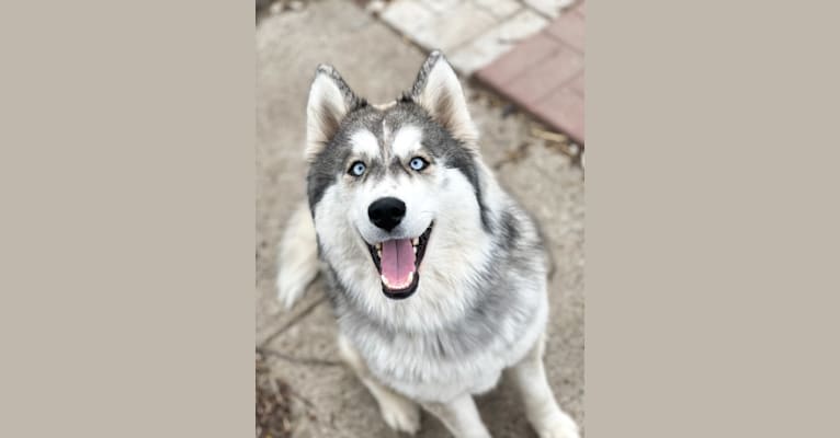 Rumor, a Siberian Husky tested with EmbarkVet.com