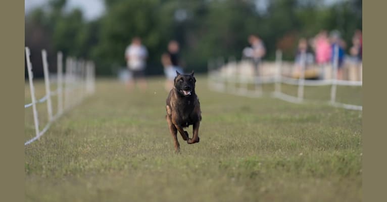 Photo of KHs Taking What’s Ours With Fire and Blood “Drogon” TKE RATN, a Belgian Shepherd  in Inola, OK, USA