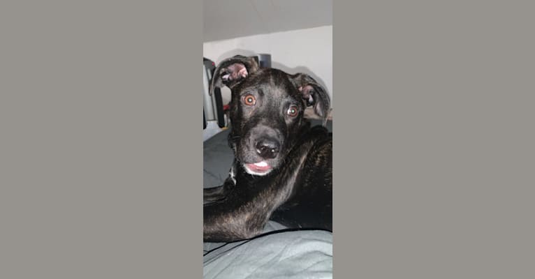 Otis, an American Pit Bull Terrier (9.4% unresolved) tested with EmbarkVet.com