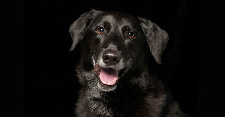 Simon, a Golden Retriever and German Shepherd Dog mix tested with EmbarkVet.com