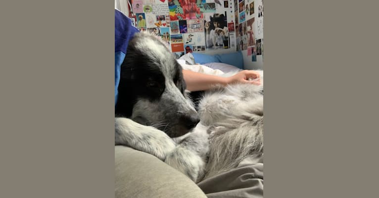Frankie Ocean, a Great Pyrenees and Maremma Sheepdog mix tested with EmbarkVet.com
