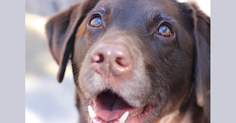 Shamus, a Labrador Retriever tested with EmbarkVet.com