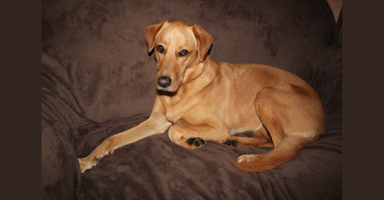 Cooper, a German Shepherd Dog and Rottweiler mix tested with EmbarkVet.com
