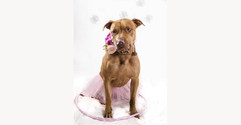 Athena, a Staffordshire Terrier tested with EmbarkVet.com