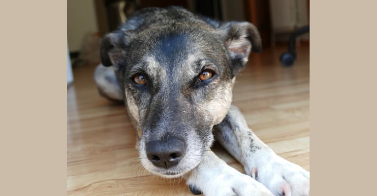 Hailey, an European Village Dog tested with EmbarkVet.com