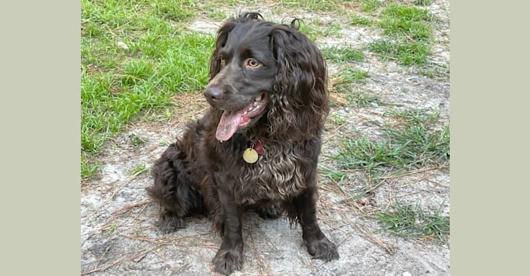 Photo of Beaux, a Boykin Spaniel  in Georgia