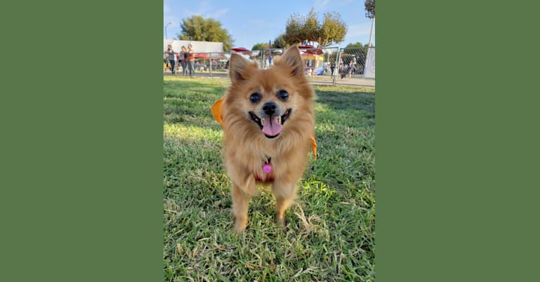 Miniature pinscher pomeranian mix sale