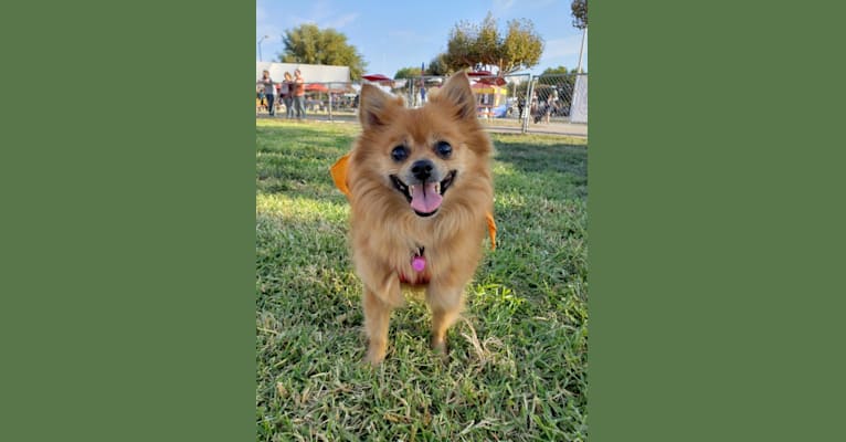 Miki, a Pomeranian and Miniature Pinscher mix tested with EmbarkVet.com